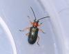 Oulema sp.